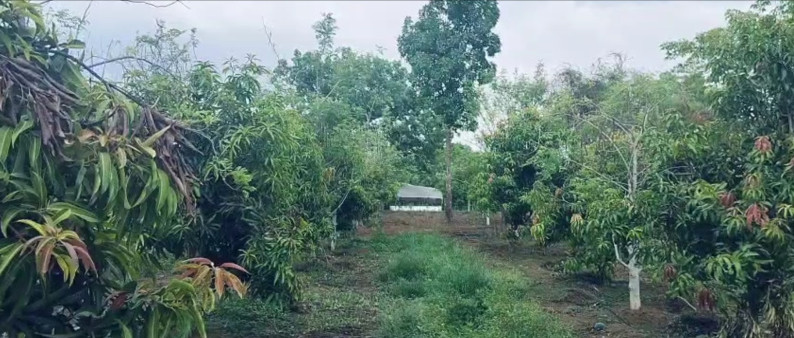  Agricultural Land 8 Acre for Sale in Wada, Thane