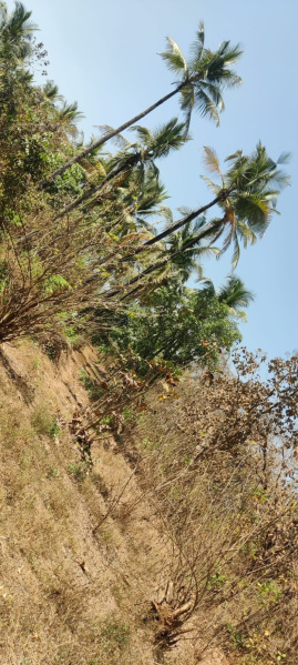  13 Acre Agricultural/Farm Land for Sale in Murbad, Thane