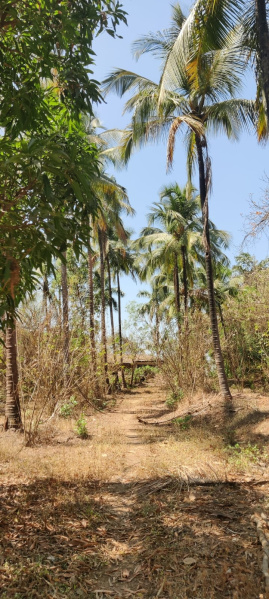  13 Acre Agricultural/Farm Land for Sale in Murbad, Thane