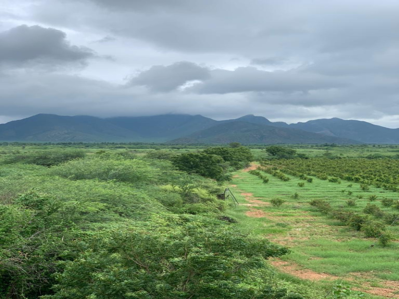 3 BHK Farm House 1000 Sq. Yards for Sale in Pushkar, Ajmer