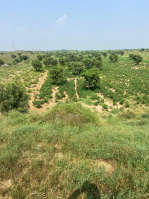  Agricultural Land for Sale in Ajmer Road, Jaipur