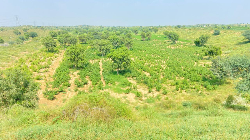  Agricultural Land 88 Bigha for Sale in Ajmer Road, Jaipur