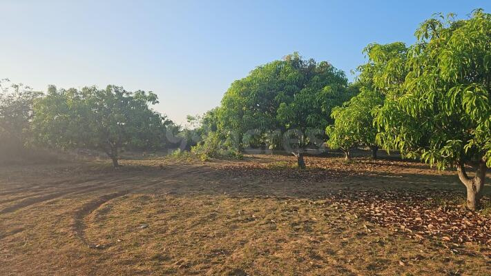  Agricultural Land 10 Acre for Sale in Dharuhera, Rewari