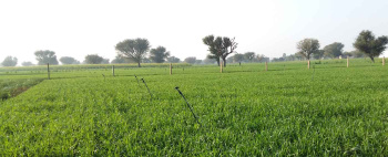  Agricultural Land for Sale in Kurud, Dhamtari