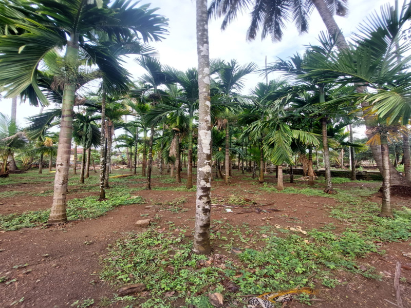  Agricultural Land 1 Guntha for Sale in Murud, Raigad