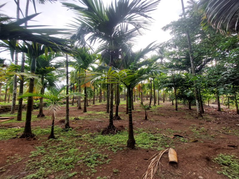  Agricultural Land 1 Guntha for Sale in Murud, Raigad