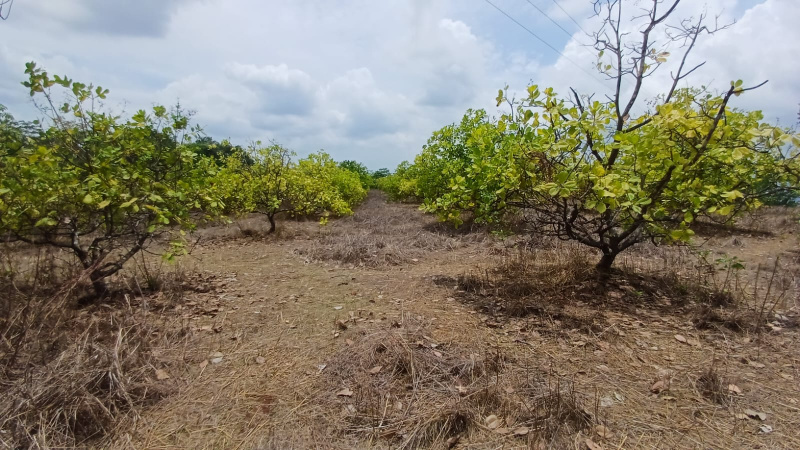  26 Guntha Residential Plot for Sale in Mahad, Raigad