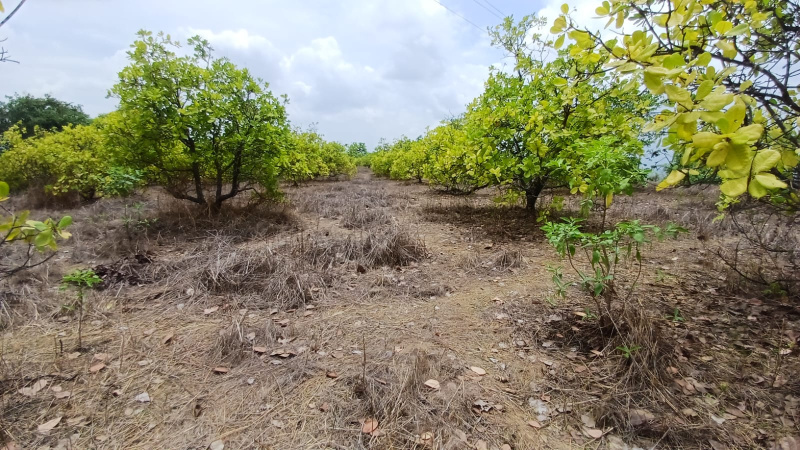  26 Guntha Residential Plot for Sale in Mahad, Raigad