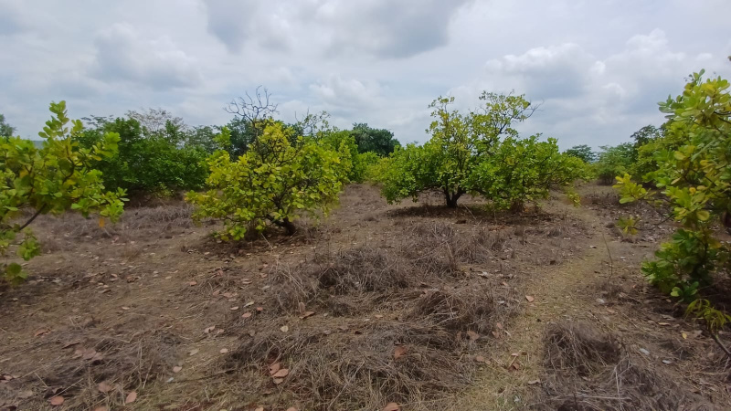  26 Guntha Residential Plot for Sale in Mahad, Raigad