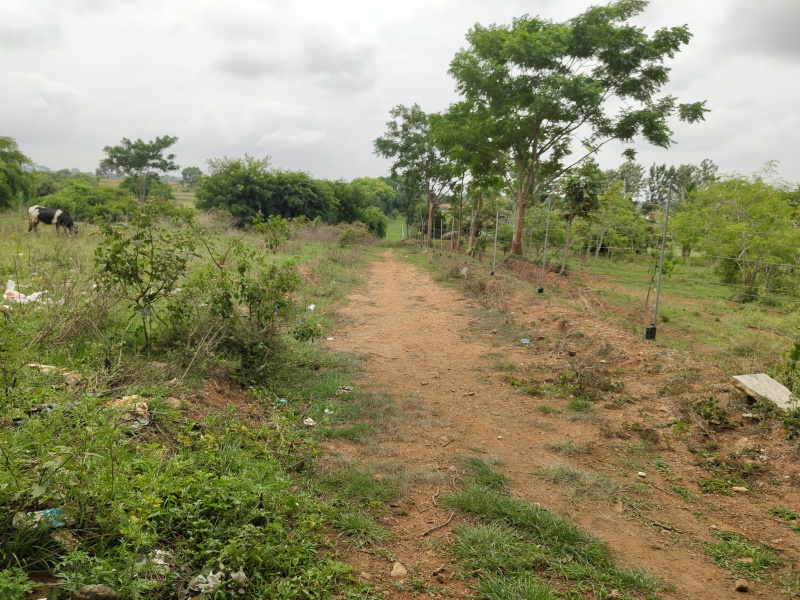 Thalli, Hosur photo 5