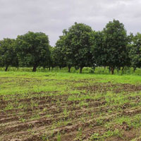  Agricultural Land for Sale in Karjan, Vadodara