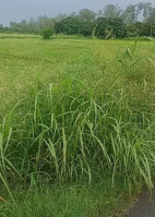  Agricultural Land for Sale in Ramnagar, Nainital