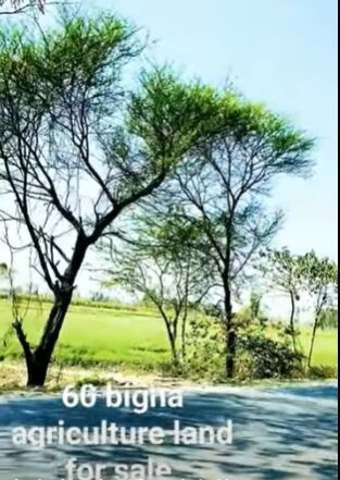  Agricultural Land 10 Acre for Sale in Hasanpur, Amroha