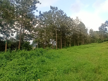  Agricultural Land for Sale in Madikeri, Kodagu