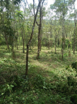  Residential Plot for Sale in Mananthavady, Wayanad