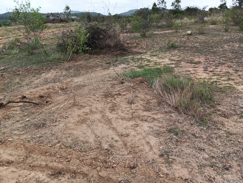  Agricultural Land 13 Acre for Sale in Palasamudram, Anantapur