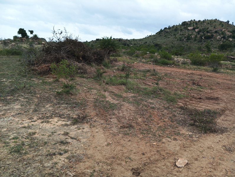  Agricultural Land 13 Acre for Sale in Palasamudram, Anantapur