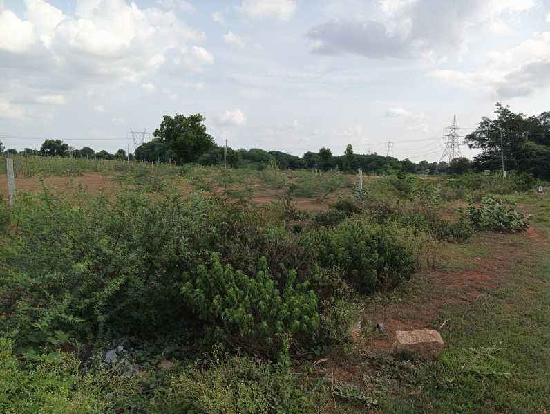  Agricultural Land 9 Acre for Sale in Somandepalli, Anantapur