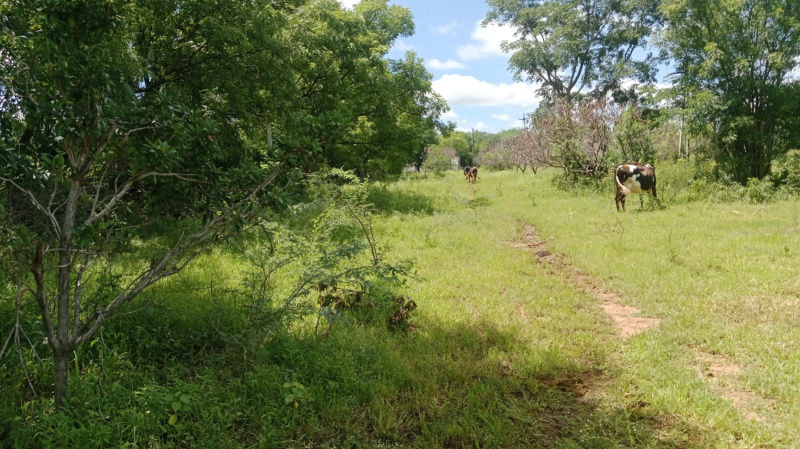  Agricultural Land 4 Acre for Sale in Lepakshi, Anantapur