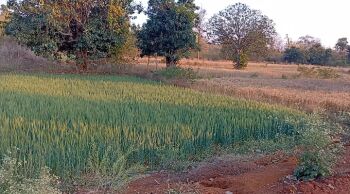  Agricultural Land for Sale in Bavaria Road, Seoni