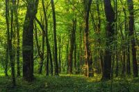  Agricultural Land for Sale in Umred, Nagpur