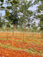  Agricultural Land for Sale in Konakanamitla, Prakasam