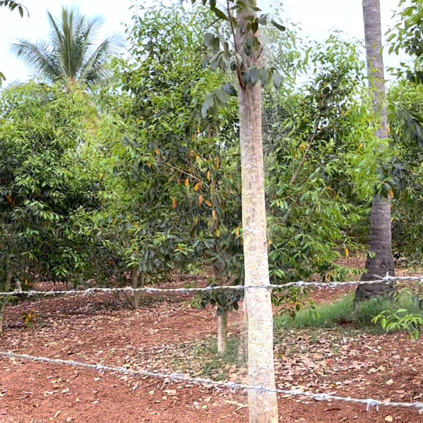 Agricultural Land 5 Ares for Sale in Wada, Palghar