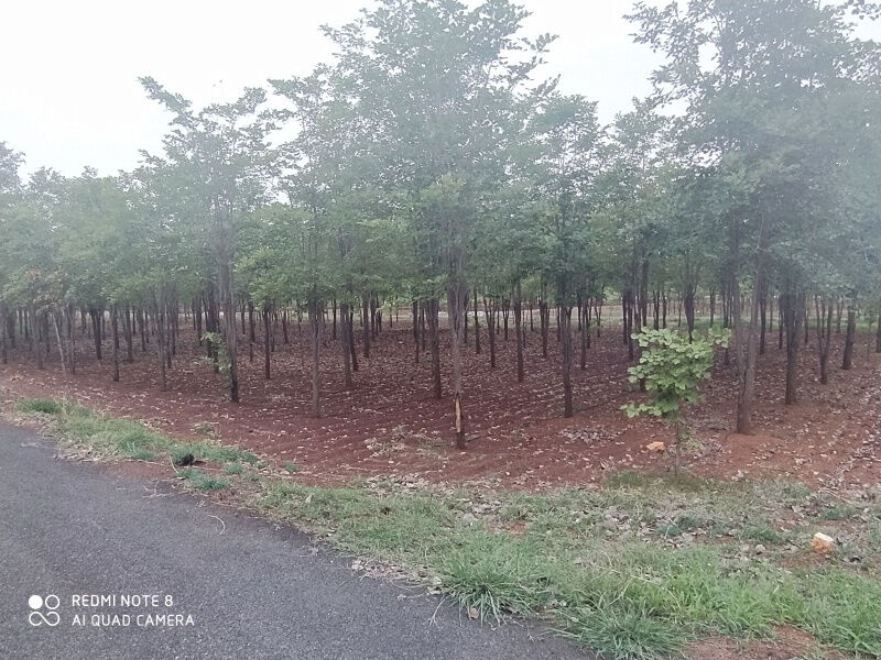  Residential Plot 2160 Sq.ft. for Sale in Mallavaram, Tirupati