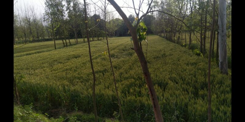  Agricultural Land 1503 Sq. Meter for Sale in Bhagwanpur, Roorkee