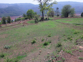  Agricultural Land for Sale in Tapola, Mahabaleshwar