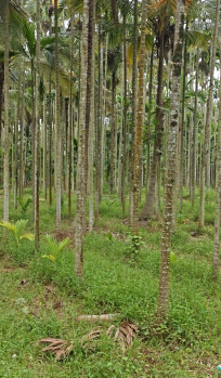  Agricultural Land for Sale in Birur, Chikmagalur