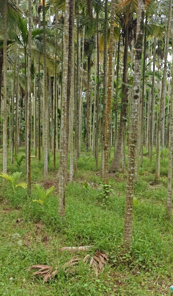  Agricultural Land 2 Acre for Sale in Birur, Chikmagalur