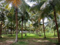  Agricultural Land for Sale in Marakkanam, Villupuram