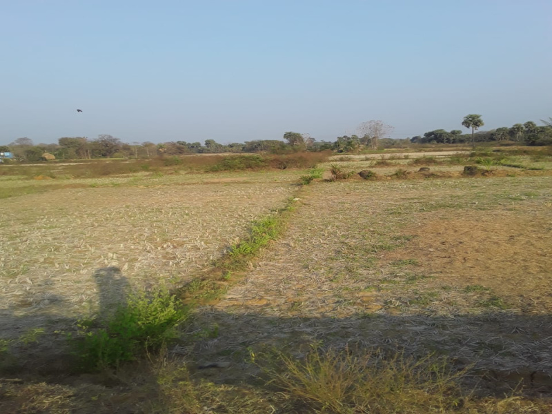  Agricultural Land 15 Sq.ft. for Sale in Chhendipada, Angul