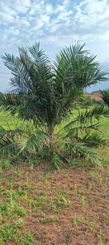  Agricultural Land for Sale in Chityal, Nalgonda