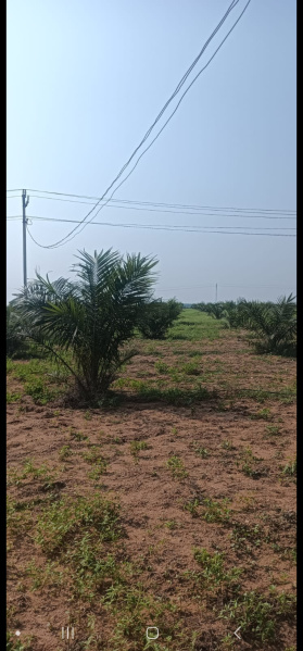  Agricultural Land 13 Acre for Sale in Chityal, Nalgonda