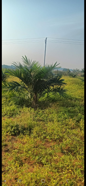  Agricultural Land 13 Acre for Sale in Chityal, Nalgonda