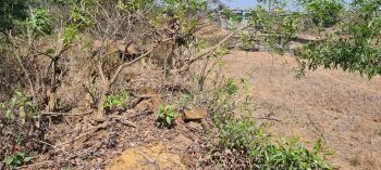  Agricultural Land for Sale in Ghoti Budruk, Nashik