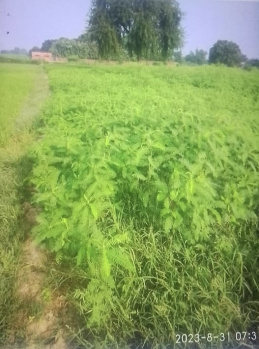  Agricultural Land for Sale in Bilariaganj, Azamgarh