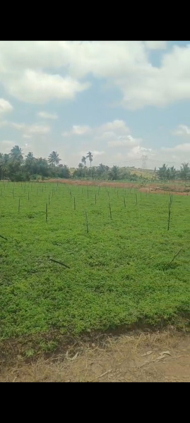  Agricultural Land 2 Acre for Sale in Shoolagiri, Hosur