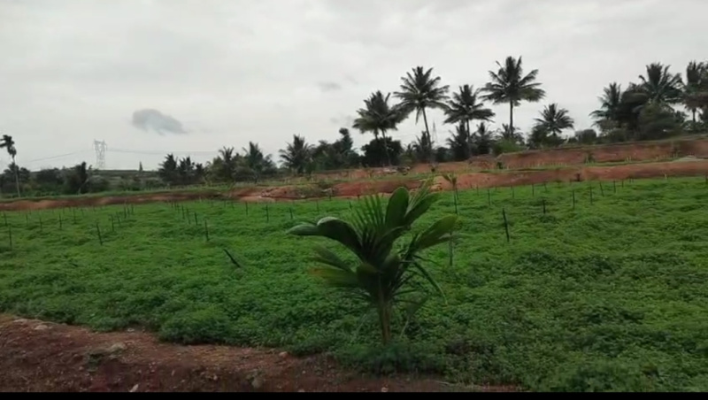  Agricultural Land 2 Acre for Sale in Shoolagiri, Hosur