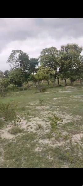  Agricultural Land 14 Acre for Sale in Bynapalli, Krishnagiri