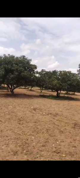  Agricultural Land 45 Acre for Sale in Veppanapalli, Krishnagiri