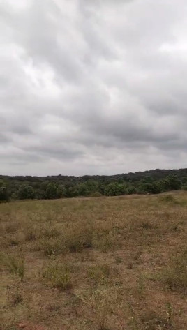  Agricultural Land 30 Acre for Sale in Hosur Taluk, Krishnagiri