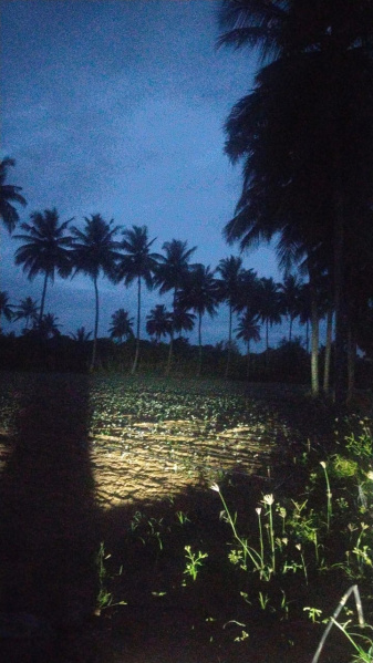  4 Acre Agricultural/Farm Land for Sale in Begapalli, Hosur