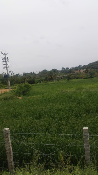  4 Acre Agricultural/Farm Land for Sale in Shoolagiri, Hosur