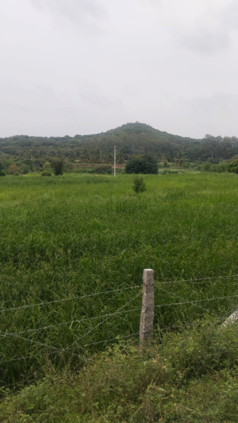  4 Acre Agricultural/Farm Land for Sale in Shoolagiri, Hosur