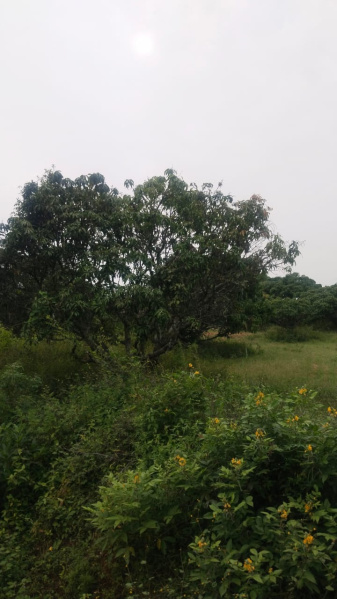  75 Cent Agricultural/Farm Land for Sale in Shoolagiri, Hosur