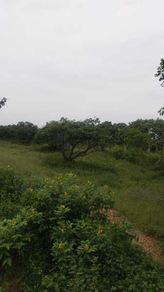  75 Cent Agricultural/Farm Land for Sale in Shoolagiri, Hosur