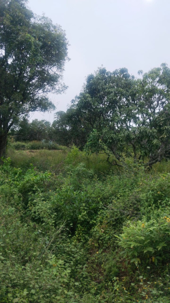  75 Cent Agricultural/Farm Land for Sale in Shoolagiri, Hosur